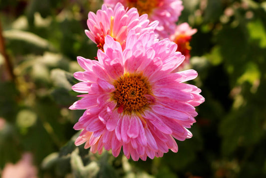 Aster Pink Seeds – Bright Blooms for Home & Terrace Gardens
