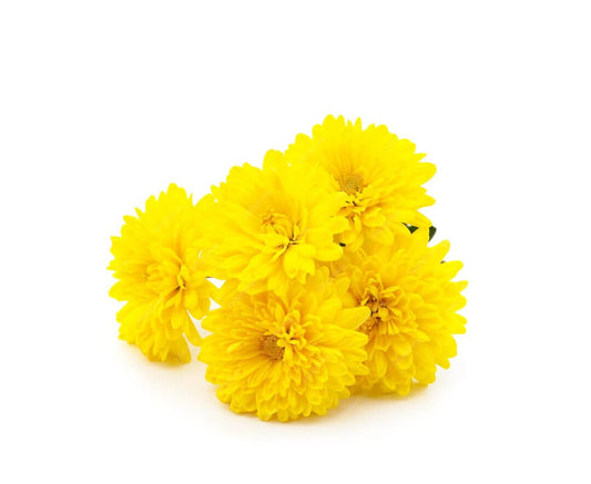 Chrysanthemum Seeds – Beautiful Winter Garden Flowers