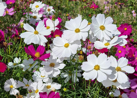 Cosmos Mix Flower Seeds Easy to Grow Colorful Blooms