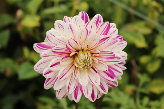 Dahlia Flower Seeds  Bright & Beautiful Garden Blooms