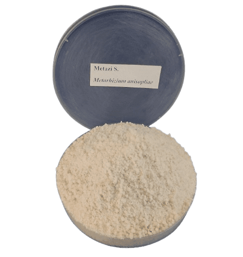 Metarhizium | Organic Bio-Insecticide for Pest Control & Crop Protection - Additri Agrotech and Allied Services