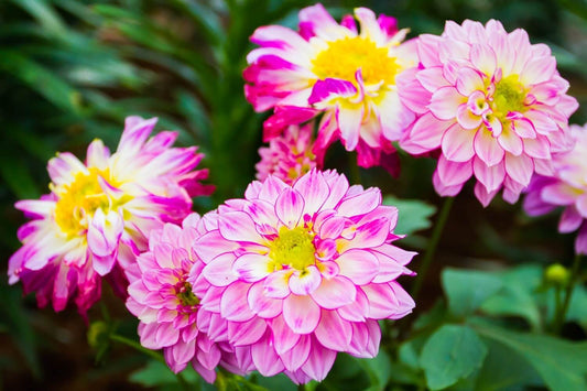 Zinnia Mix Seeds – Colorful Blooms for Home & Terrace Gardens