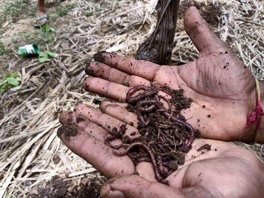 How Farmers Can Promote Earthworms to Boost Soil Fertility