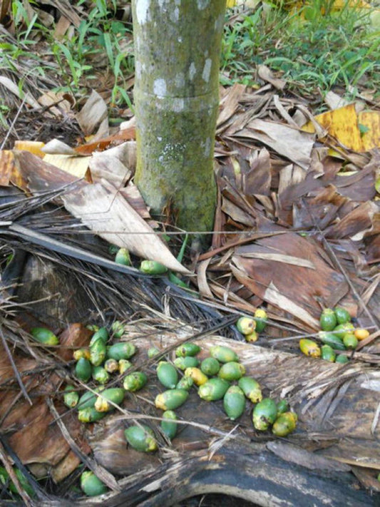 Areca Nut Nut Drop & Splitting Solutions | Additri Crop Sutra Guide