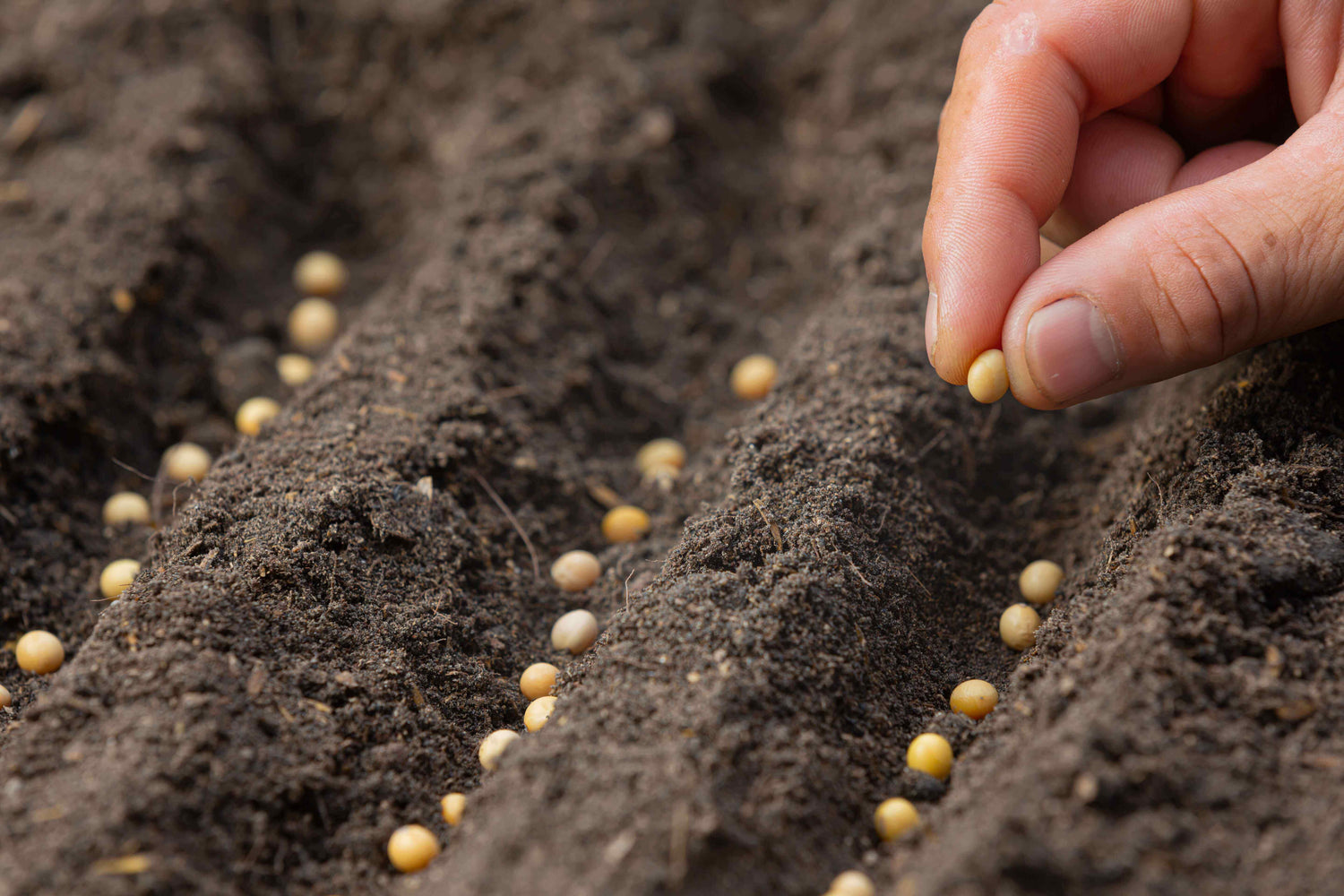 Suvarna Hybrid Seeds