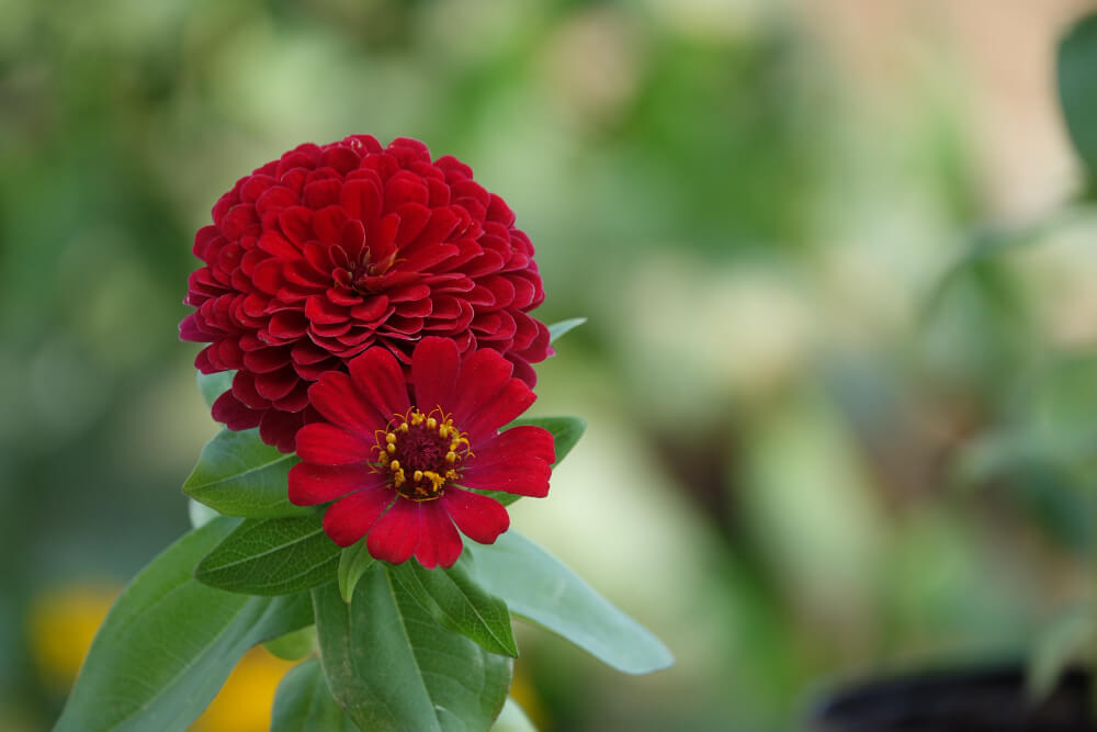 Celosia Seeds – Bright & Unique Garden Flowers