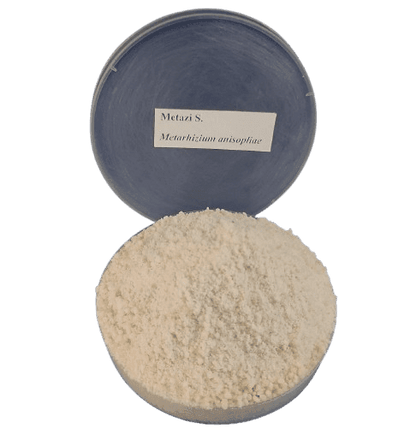 Metarhizium | Organic Bio-Insecticide for Pest Control & Crop Protection - Additri Agrotech and Allied Services 