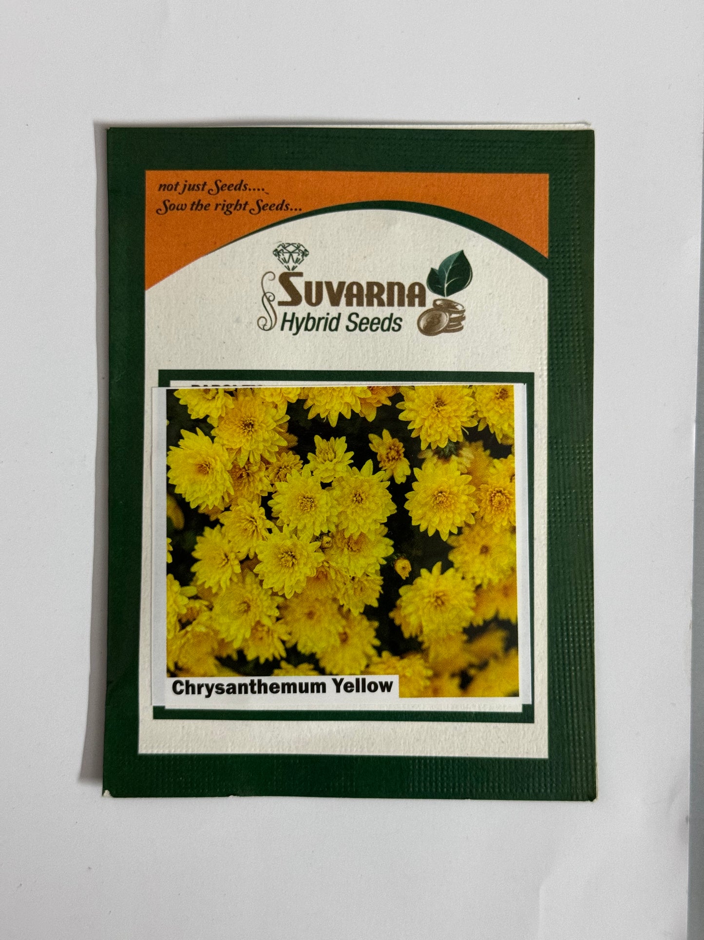 Chrysanthemum Seeds – Beautiful Winter Garden Flowers