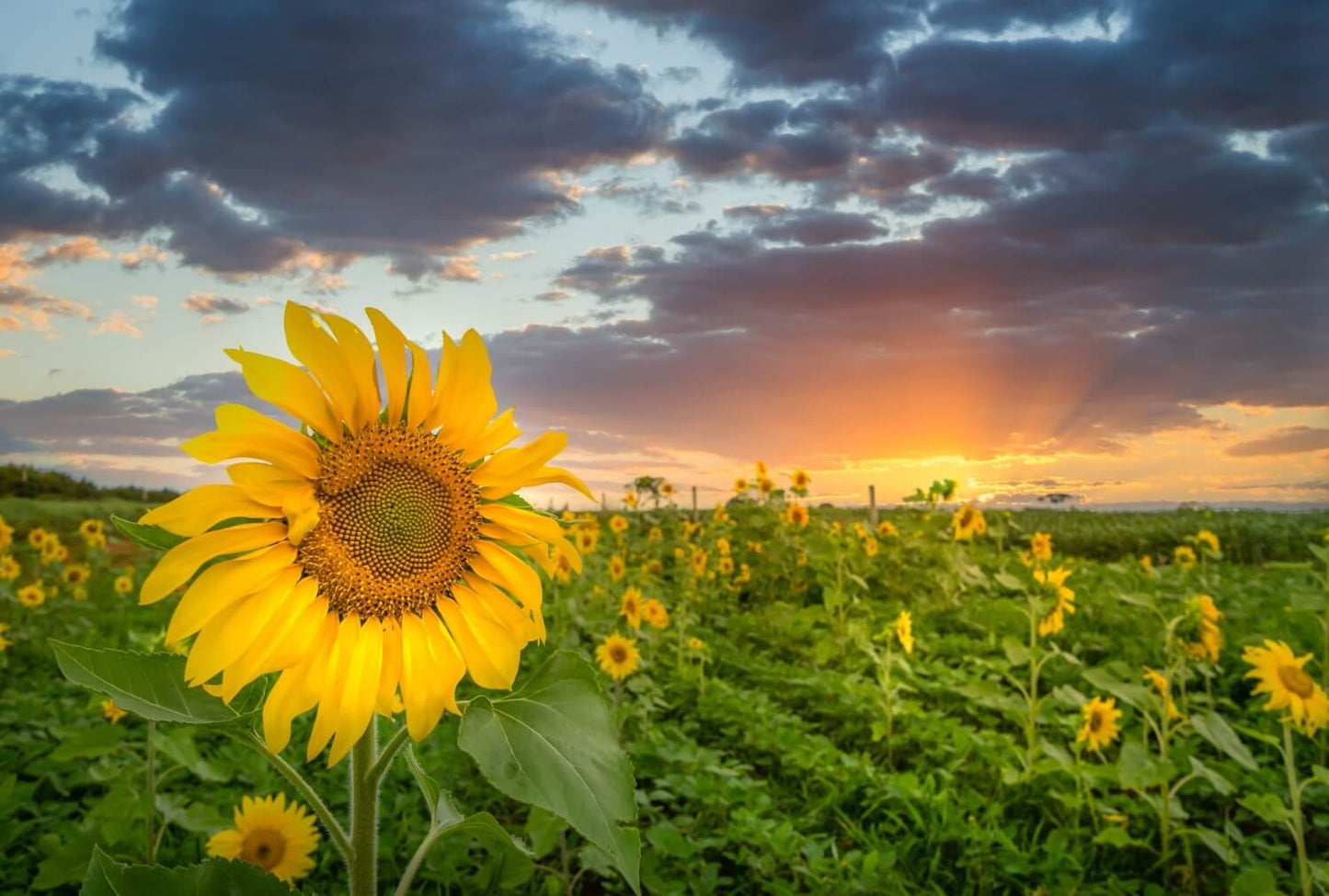 Sunflower Seeds – Bright & Tall Garden Flowers